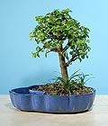 Ankara Aya iek gnder firmamzdan grsel rn bonsai japon minyatr saks iei i mekan bitkileri ss bitkisi