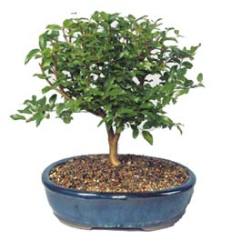 Bonsai k���k japon a�ac� i� mekan s�s bitkisi Ankara Eryaman �i�ek�i firma �r�n�m�z