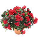 Ankara Aya� de farkl� bir �i�ek firmas� �r�n� A�elya saks� �i�e�i i� mekan bitkileri s�s bitkisi